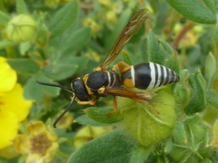 Pseudepipona herrichii