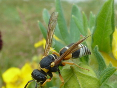 Pseudepipona herrichii