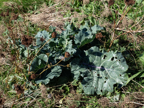 Cabbage plant photo (Brassica oleracea var. capitata)
