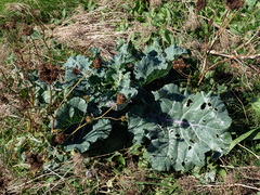 Gemüsekohl (Brassica oleracea): Herkunft und Verwendung — Foto 3
