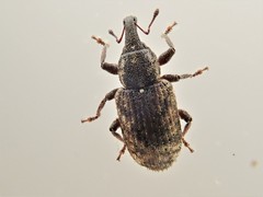Listronotus humilis