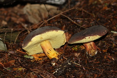 Xerocomellus atropurpureus