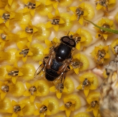 Eristalis brousii