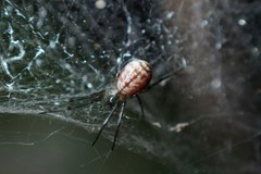 Prosoponoides sinense