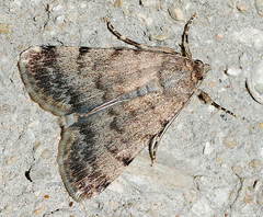 Autophila libanotica