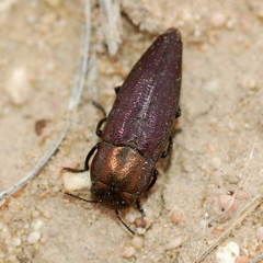 Sphenoptera cuprina