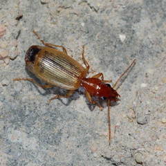 Cymindis accentifera