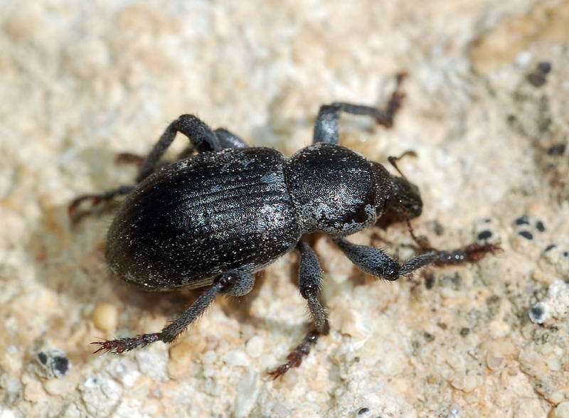 Macrotarrhus