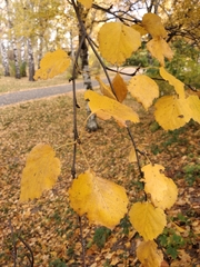 Betula pendula mandshurica