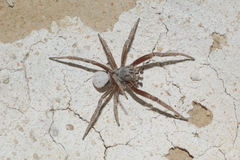 Stegodyphus lineatus