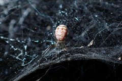 Prosoponoides sinense