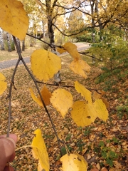 Betula pendula mandshurica