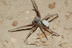 Stegodyphus lineatus