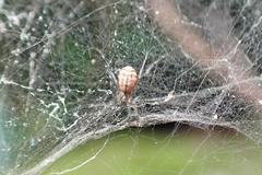 Prosoponoides sinense