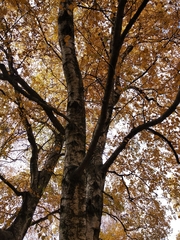 Betula pendula mandshurica