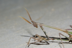 Empusa pennicornis