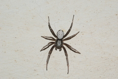 Stegodyphus lineatus