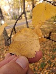 Betula pendula mandshurica
