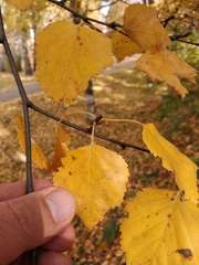 Betula pendula mandshurica