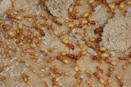 中亚弓背蚁Camponotus turkestanus