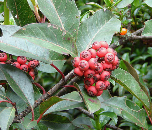 Photinia davidiana