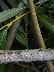 Plocamaphis flocculosa