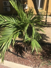 Dypsis lutescens