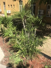Chamaedorea seifrizii