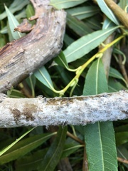 Plocamaphis flocculosa