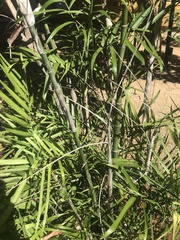 Chamaedorea seifrizii