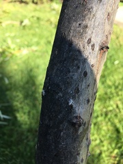 Plocamaphis flocculosa