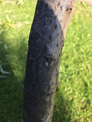 Plocamaphis flocculosa