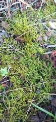 Triquetrella tristicha