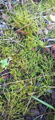 Triquetrella tristicha