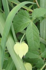 Dalechampia capensis