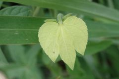 Dalechampia capensis
