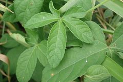 Dalechampia capensis