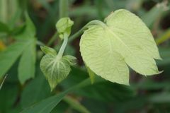 Dalechampia capensis
