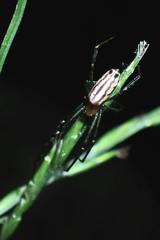 Leucauge wulingensis
