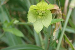 Dalechampia capensis
