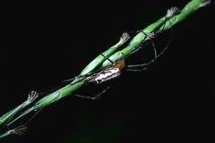 Leucauge wulingensis