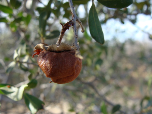 Image of Diospyros intricata by (c) Alexis López Hernández, some rights reserved (CC BY)