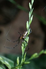 Leucauge wulingensis