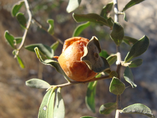 Image of Diospyros intricata by (c) Alexis López Hernández, some rights reserved (CC BY)