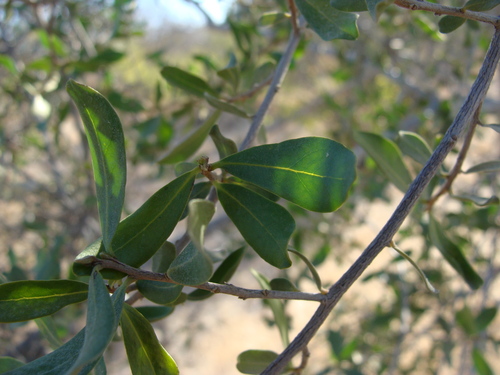 Image of Diospyros intricata by (c) Alexis López Hernández, some rights reserved (CC BY)