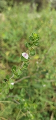 Justicia tranquebariensis