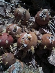 Maihueniopsis ovata