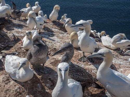 Alcatraz atlántico (Morus bassanus)
