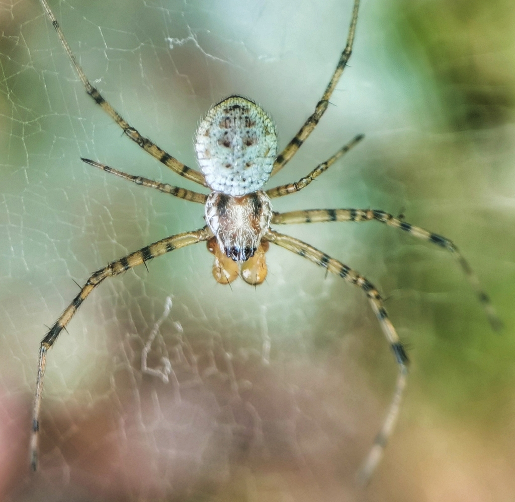 Ornamental Tree Trunk Spider