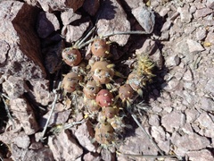 Maihueniopsis ovata